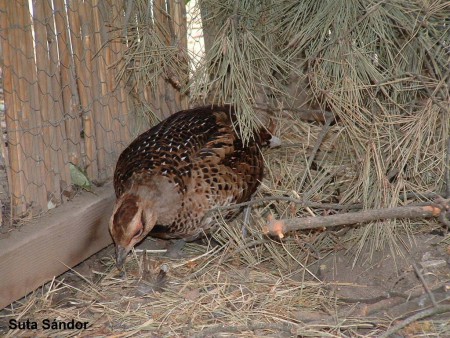 Elliot fácán tyúk